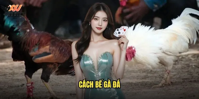 Cách Bế Gà Đá vnbet77 Chuẩn Từ Chuyên Gia Hướng Dẫn 1 Cách bế gà đá