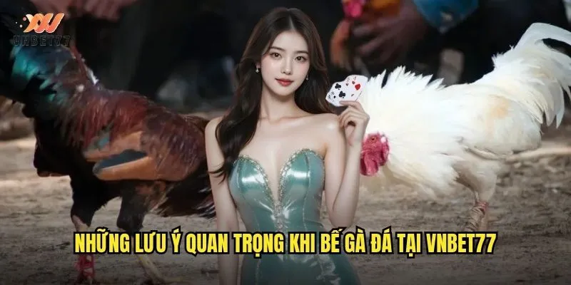 Cách Bế Gà Đá vnbet77 Chuẩn Từ Chuyên Gia Hướng Dẫn 3 Những lưu ý quan trọng khi bế gà đá tại vnbet77