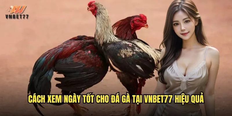 Coi Ngày Đá Gà vnbet77 Chính Xác Để Thắng Lớn Mỗi Trận 3 Cách xem ngày tốt cho đá gà tại vnbet77 hiệu quả