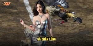 gà chân lông