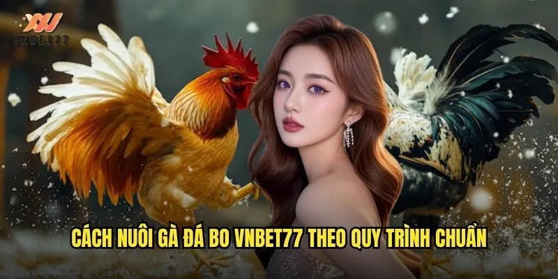Cách Nuôi Gà Đá Bo vnbet77 Từ A Đến Z Cho Người Mới 2 Cách nuôi gà đá bo vnbet77 theo quy trình chuẩn