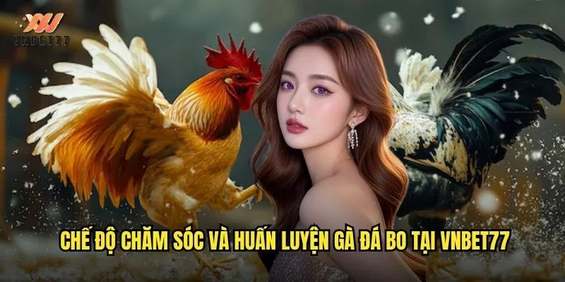 Cách Nuôi Gà Đá Bo vnbet77 Từ A Đến Z Cho Người Mới 3 Chế độ chăm sóc và huấn luyện gà đá bo tại vnbet77