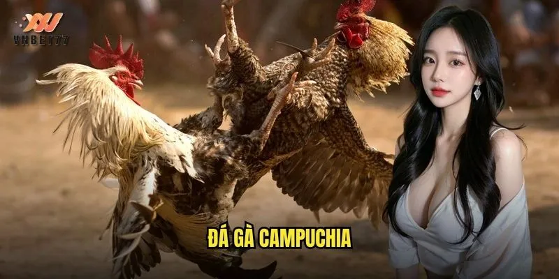 Đá Gà Campuchia vnbet77 Phát Sóng Trực Tiếp Không Giật Lag 1 đá gà Campuchia