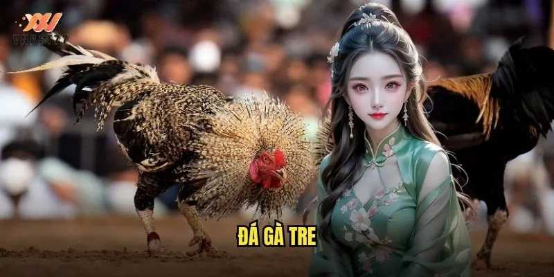 Đá Gà Tre vnbet77 Trực Tiếp Với Hình Ảnh Sắc Nét Nhất 1 đá gà tre