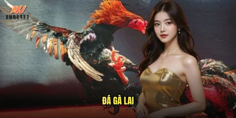 Đá Gà Lai vnbet77 - Trải Nghiệm Sân Chơi Đỉnh Cao Cho Dân Mê Gà Chọi 1 đá gà lai
